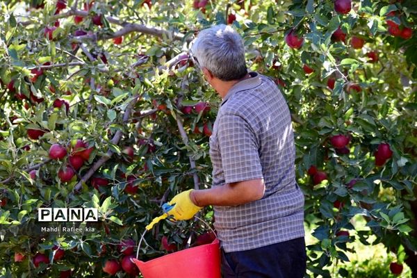 برداشت سیب در مراغه