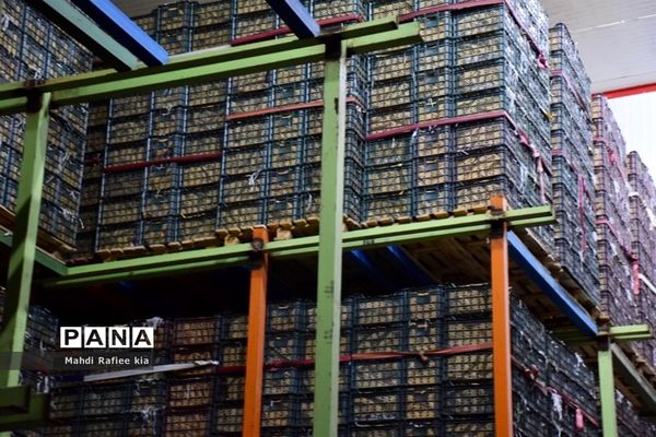 برداشت سیب در مراغه