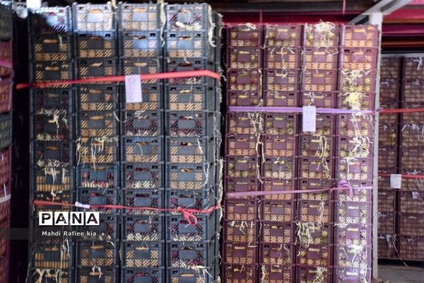 برداشت سیب در مراغه