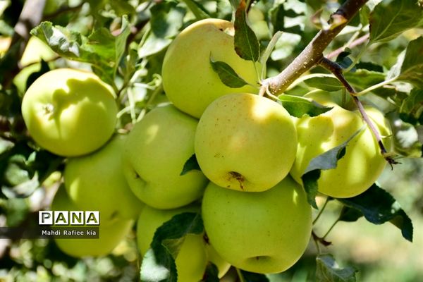 برداشت سیب در مراغه