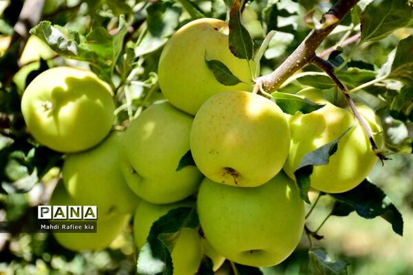 برداشت سیب در مراغه