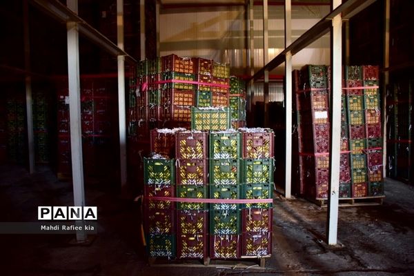 برداشت سیب در مراغه