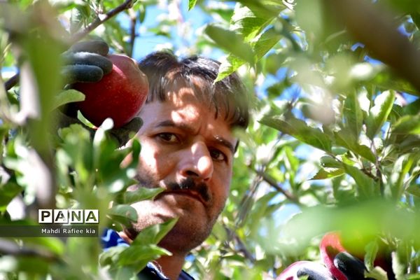 برداشت سیب در مراغه