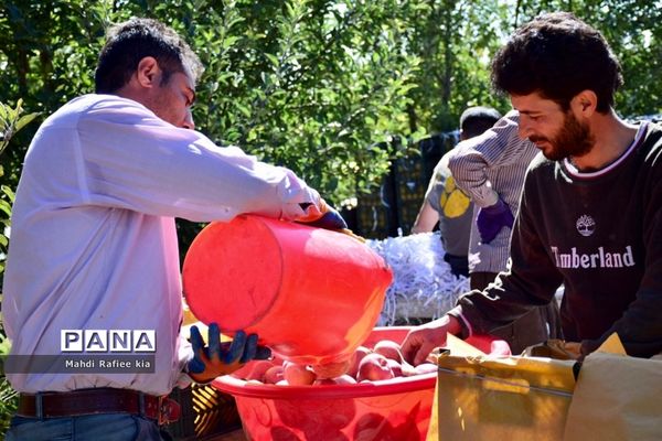 برداشت سیب در مراغه