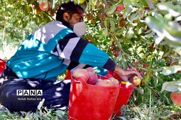 برداشت سیب در مراغه