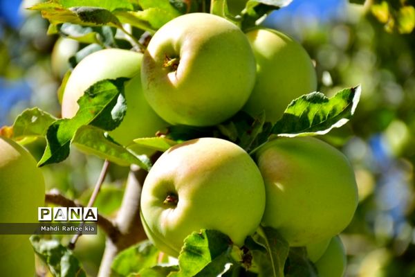 برداشت سیب در مراغه