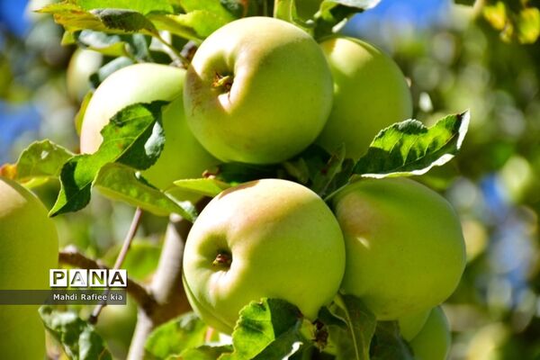 برداشت سیب در مراغه