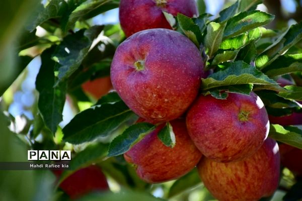 برداشت سیب در مراغه