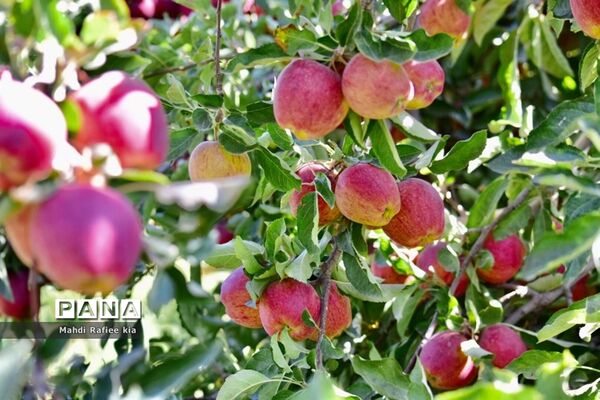 برداشت سیب در مراغه