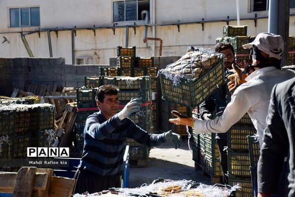 برداشت سیب در مراغه