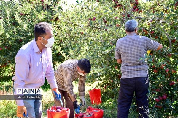 برداشت سیب در مراغه
