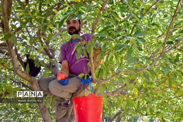 برداشت سیب در مراغه