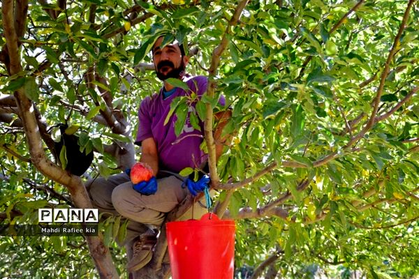 برداشت سیب در مراغه