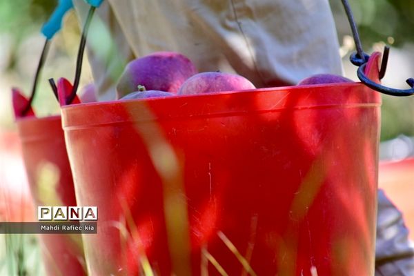 برداشت سیب در مراغه