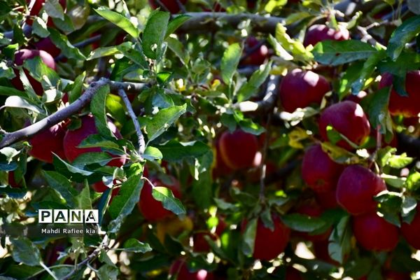 برداشت سیب در مراغه