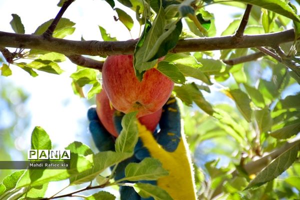 برداشت سیب در مراغه