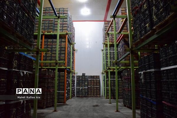 برداشت سیب در مراغه