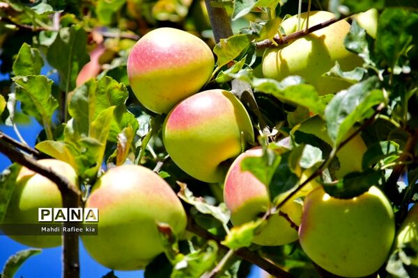 برداشت سیب در مراغه