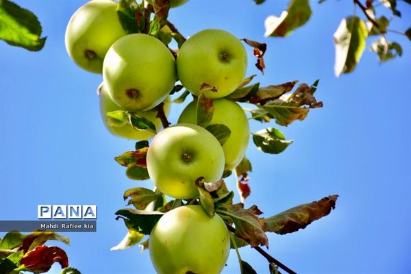 برداشت سیب در مراغه