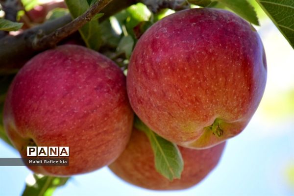 برداشت سیب در مراغه