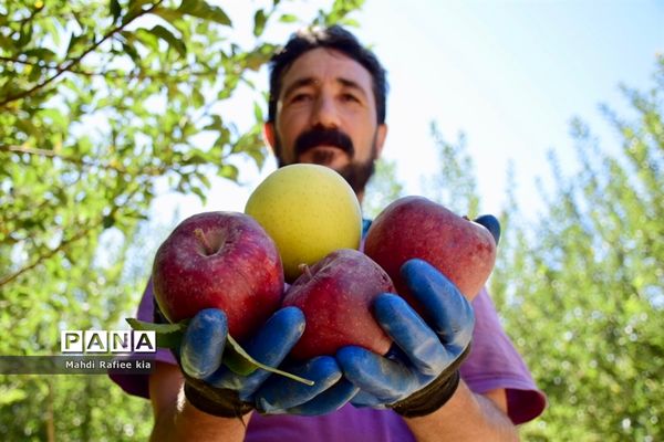 برداشت سیب در مراغه