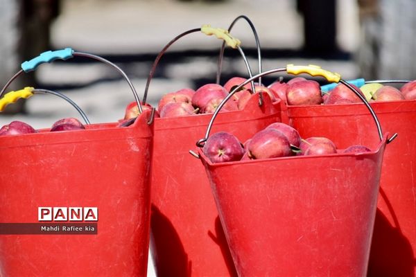 برداشت سیب در مراغه