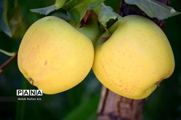 برداشت سیب در مراغه