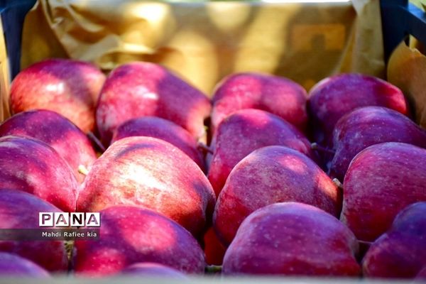 برداشت سیب در مراغه