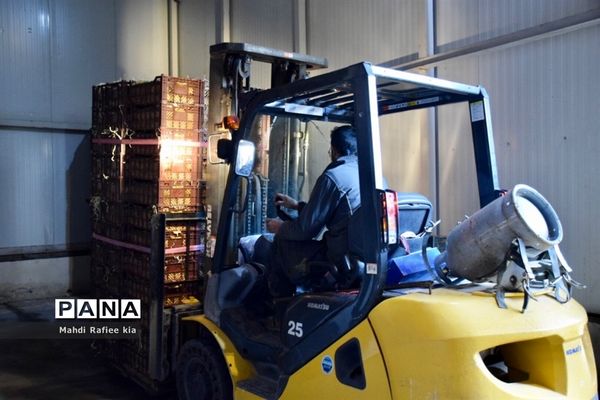 برداشت سیب در مراغه