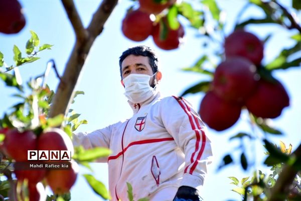 برداشت سیب در مراغه