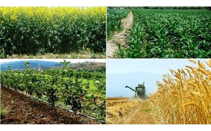 هجوم کشورها به بازار جهانی برای احتکار مواد غذایی