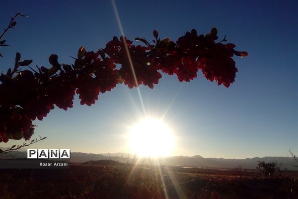 زرشک تازه رسید