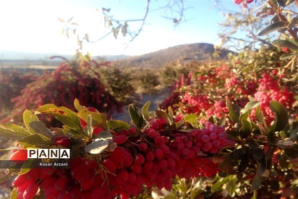 زرشک تازه رسید