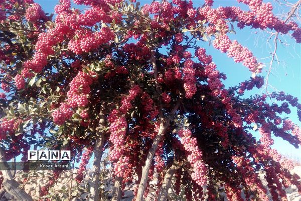 زرشک تازه رسید