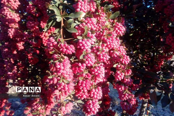 زرشک تازه رسید