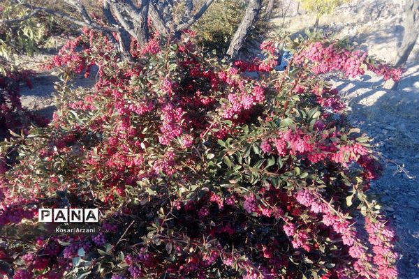 زرشک تازه رسید