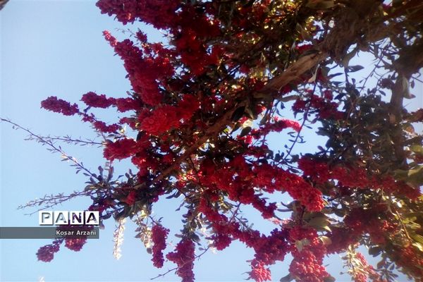 زرشک تازه رسید