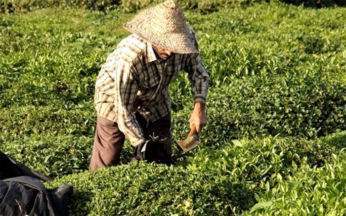 مطالبات چایکاران  به زودی پرداخت خواهد شد