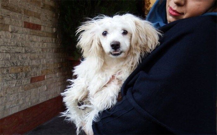 حیوانات خانگی؛ از تجارت و توله‌کشی تا وابستگی عاطفی