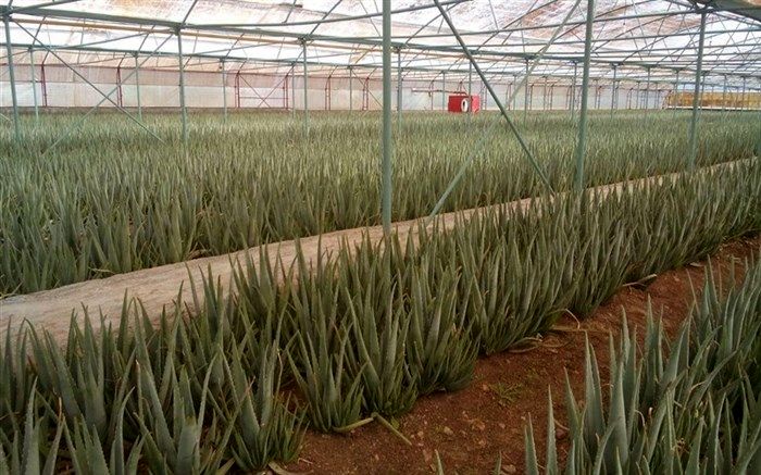 کشت آلوئه ورا درحومه مرودشت