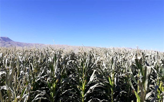 سرمازدگی بیش از یک هزار و 570 هکتار از مزارع ذرت در مرودشت