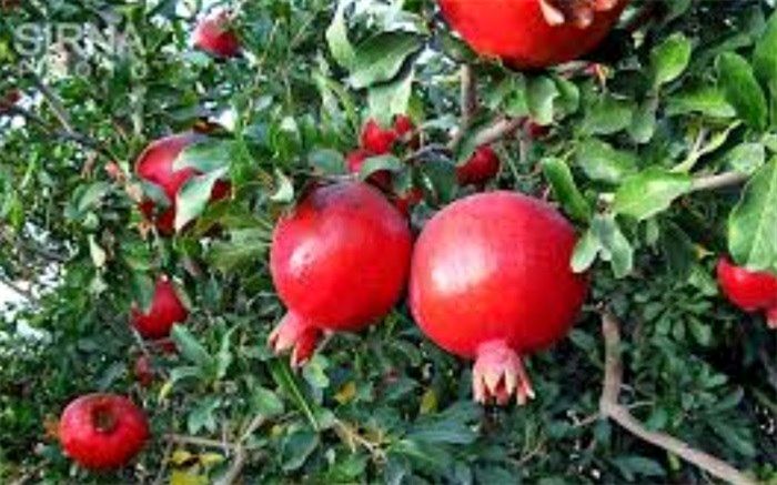۱۸هزار تن انار در سیستان و بلوچستان برداشت شد