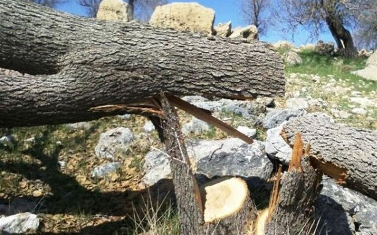 کاشت و نگهداری 15 نهال بلوط مجازات متخلف قطع درختان بلوط