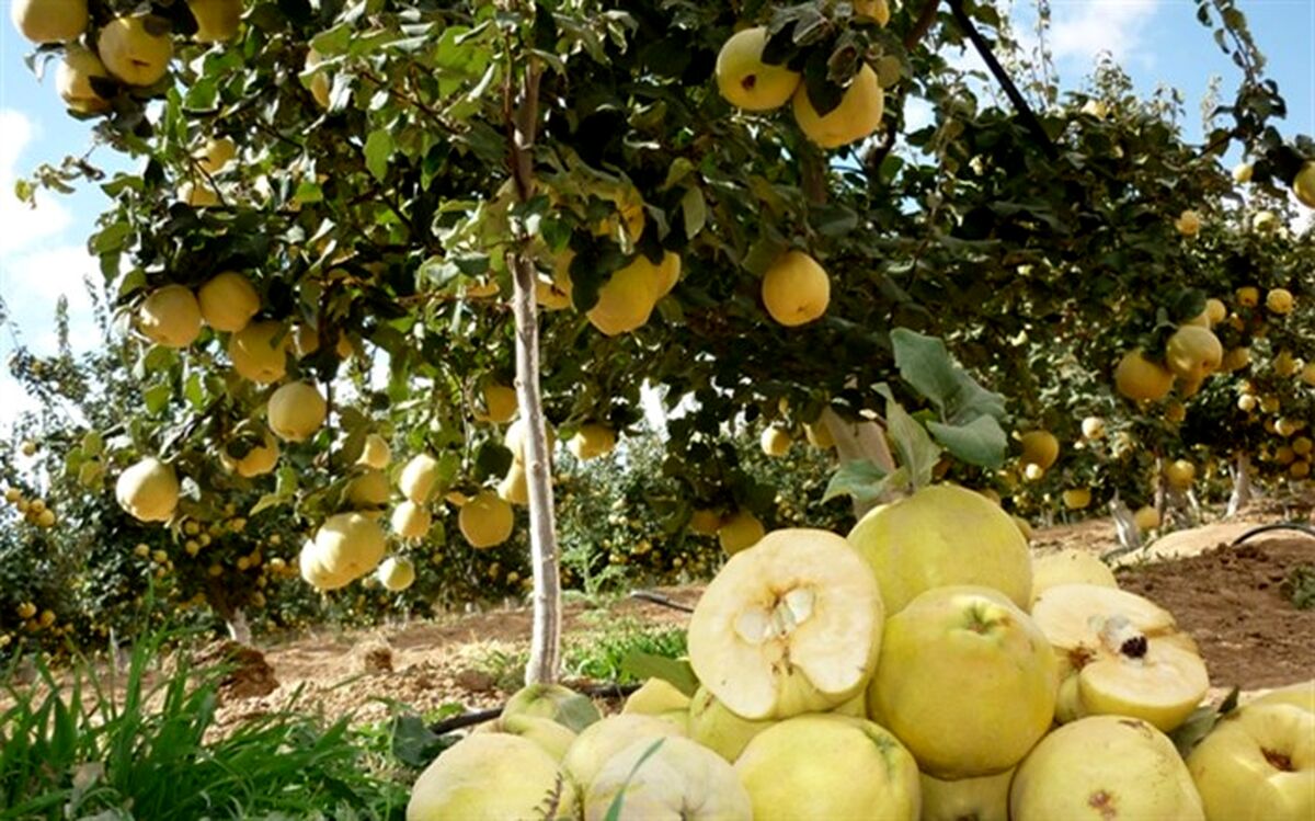 جذب ۱۵۲۱ میلیارد تومان تسهیلات مکانیزاسیون کشاورزی