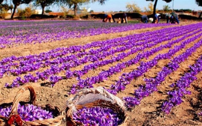 چرا زعفران کشاورزان به قیمت مصوب خریداری نمی‌شود؟