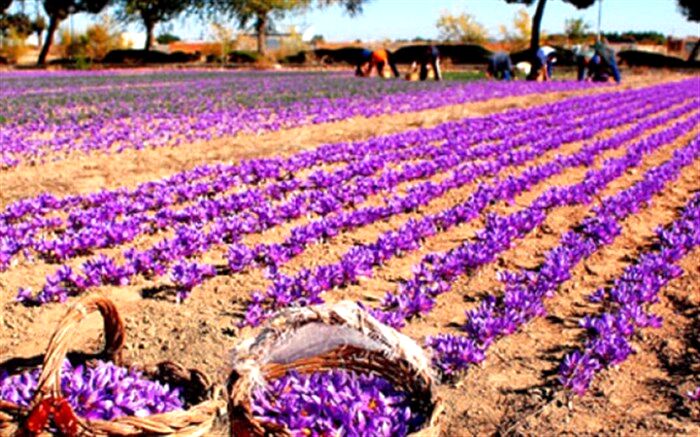 چرا زعفران کشاورزان به قیمت مصوب خریداری نمی‌شود؟