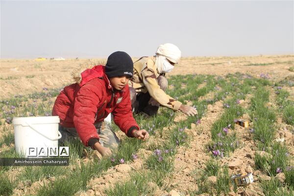 برداشت طلای سرخ در تایباد