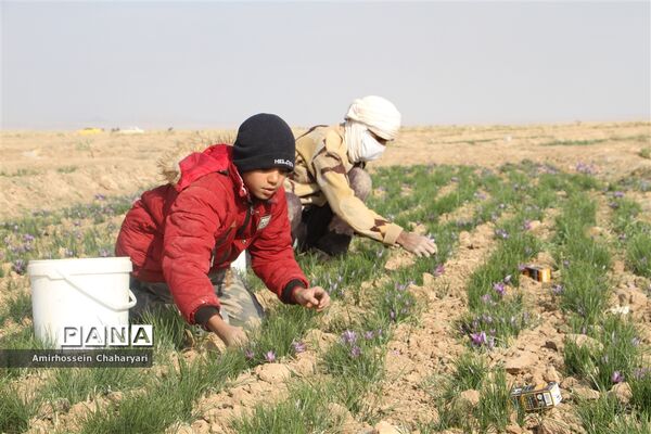 برداشت طلای سرخ در تایباد