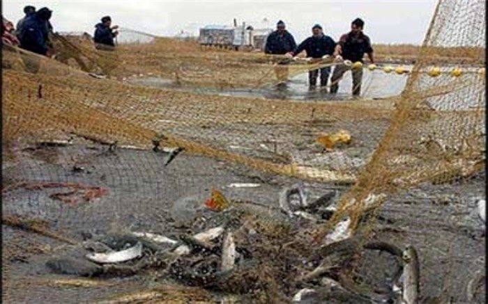 ممنوعیت صید ترال در راستای آیش و پایش ذخایر فانوس ماهیان