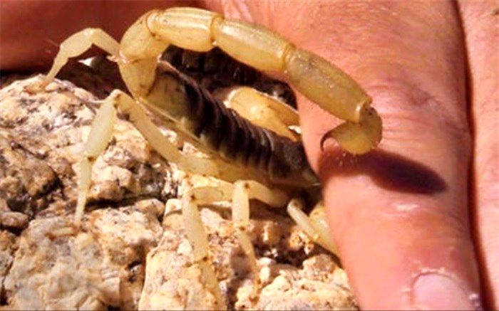 ایران دومین کشور جهان به لحاظ گزش‌های مرگبار است